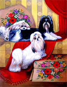 Shih Tzu's To Bless You